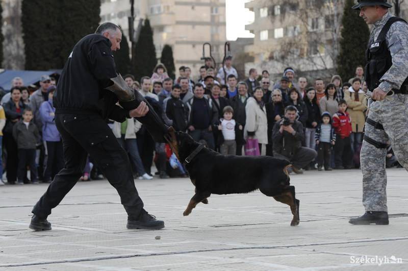 •  Fotó: Kristó Róbert