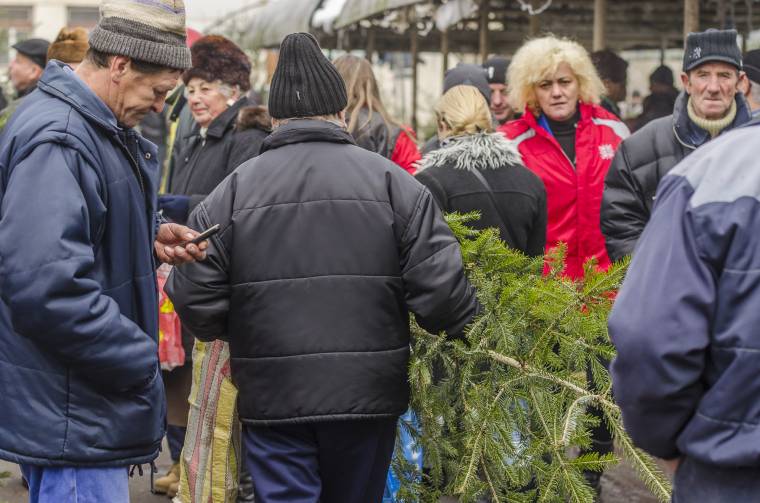 Karácsonyfák fél áron