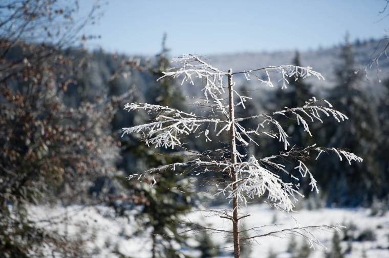 Eltévedt az erdőben