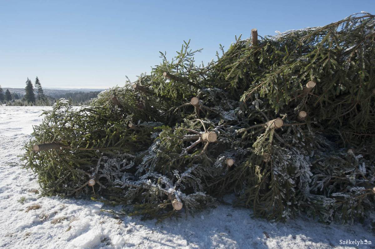 &bullet;  Fotó: Kristó Róbert