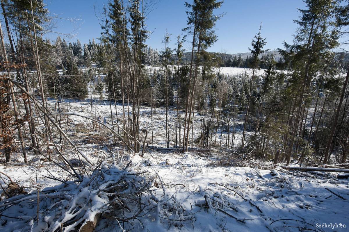A Csíki Lázon több tulajdonost károsítottak meg. Kivágott fák, lassú vizsgálatok. Archív •  Fotó: Kristó Róbert