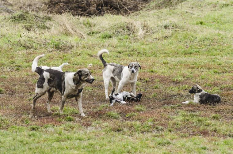Közös megoldás a gazdátlaneb-problémára