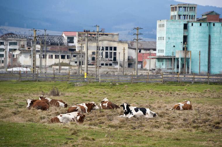 A vártnál többen kérik a törzskönyveztetést