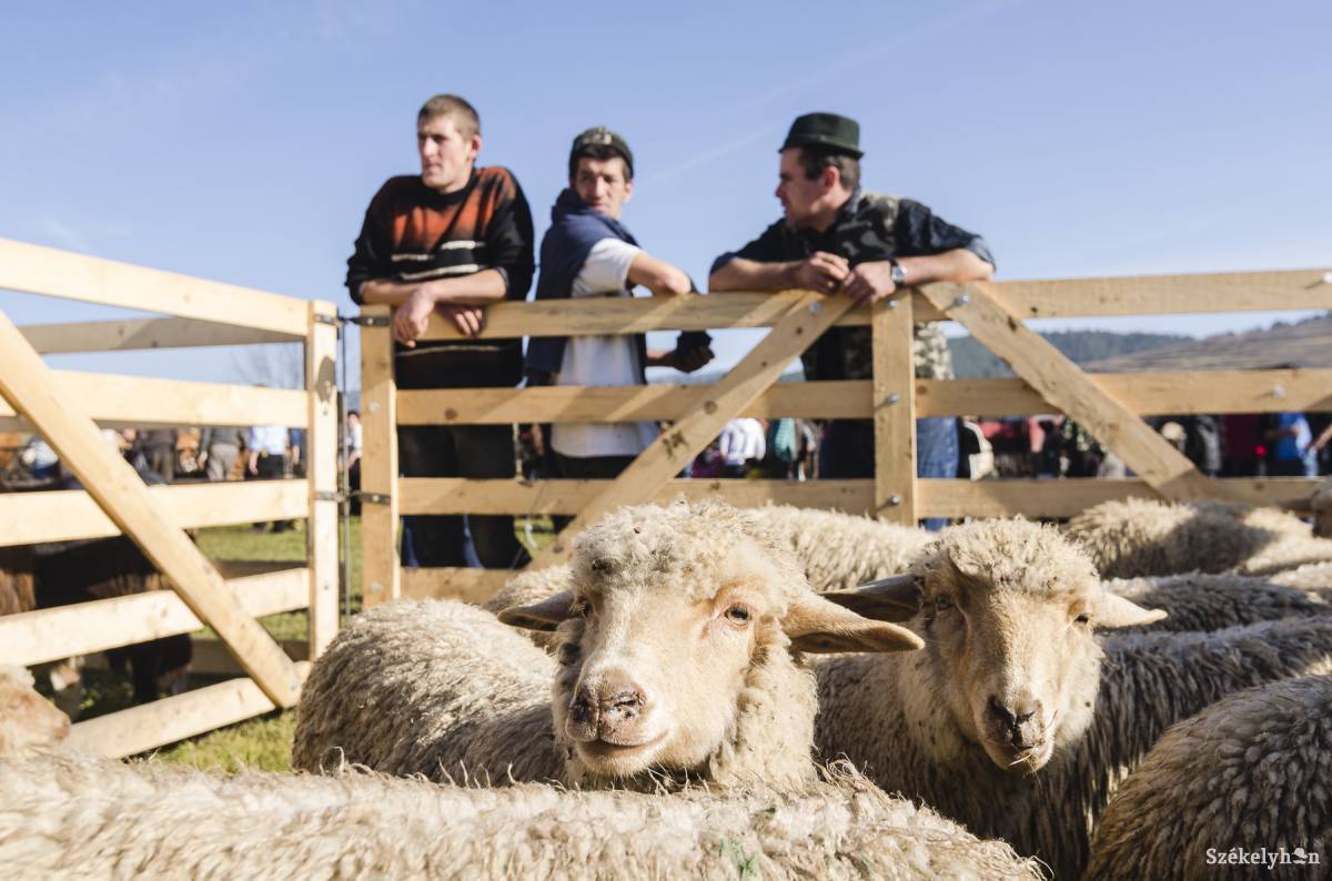 Illusztráció • Fotó: Veres Nándor