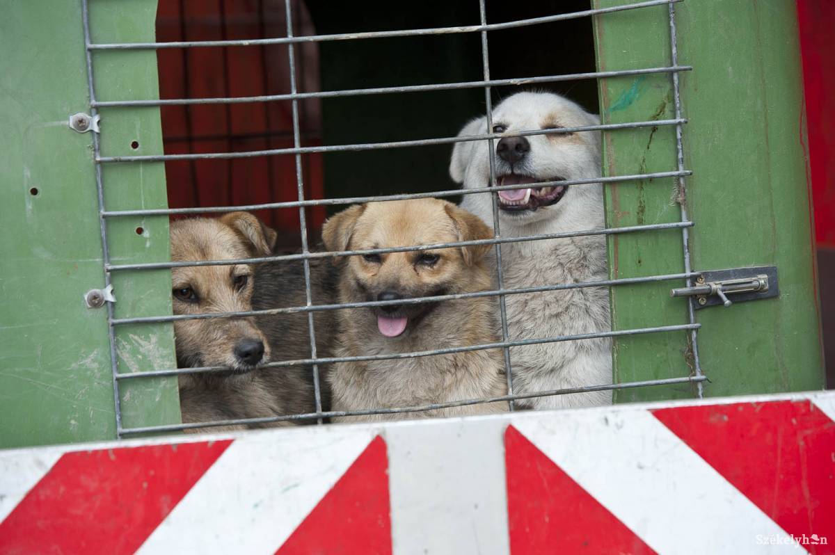 • Fotó: Kristó Róbert