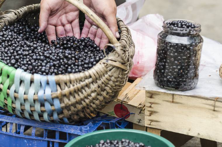 Jövedelmező bogyós gyümölcsök