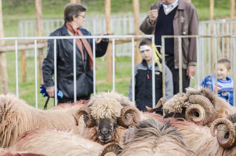 A Kászonokba érkezik az állatvásár