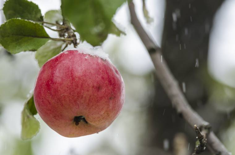 Négy új vidékfejlesztési kiírást tettek közzé