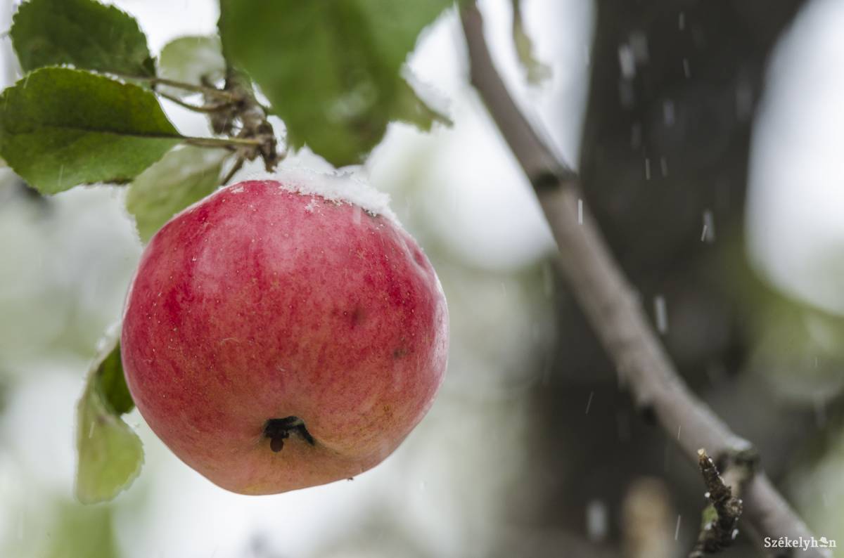 &bullet;  Fotó: Veres Nándor