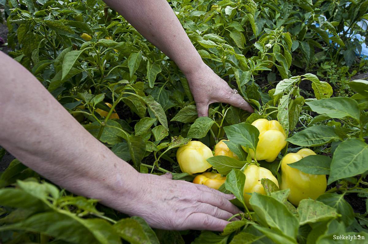 &bullet;  Fotó: Kristó Róbert