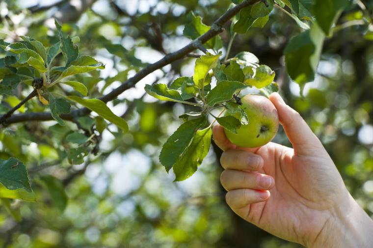 Növényvédelmi szempontból a nyár legkritikusabb időszaka a mostani
