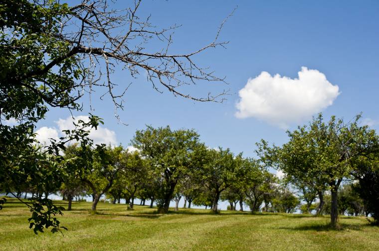 Fél tonnányi körtét akartak ellopni