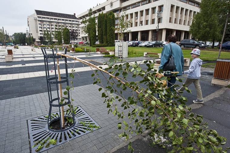 A rendőrség nyomoz a kitört nyírfa ügyében