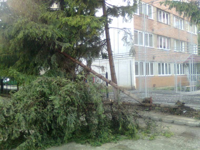 Fákat csavart ki a vihar Csíkszeredában