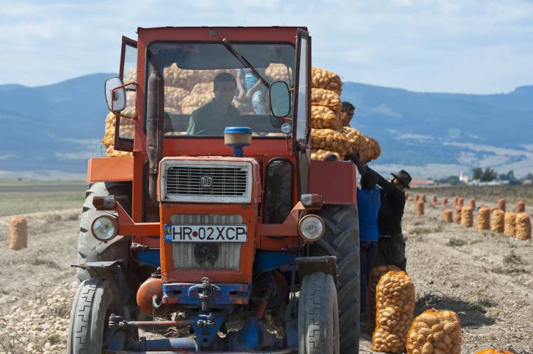 Útonálló pityókatolvajok