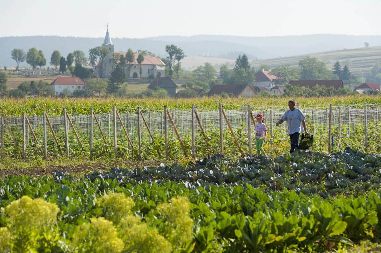 Sok a munka a vegyszermentes zöldségtermesztéssel