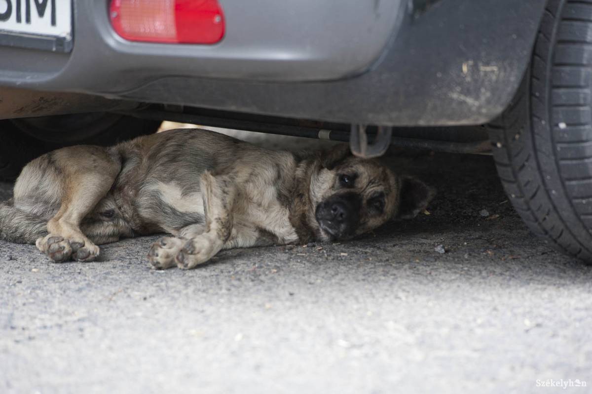 •  Fotó: Kristó Róbert