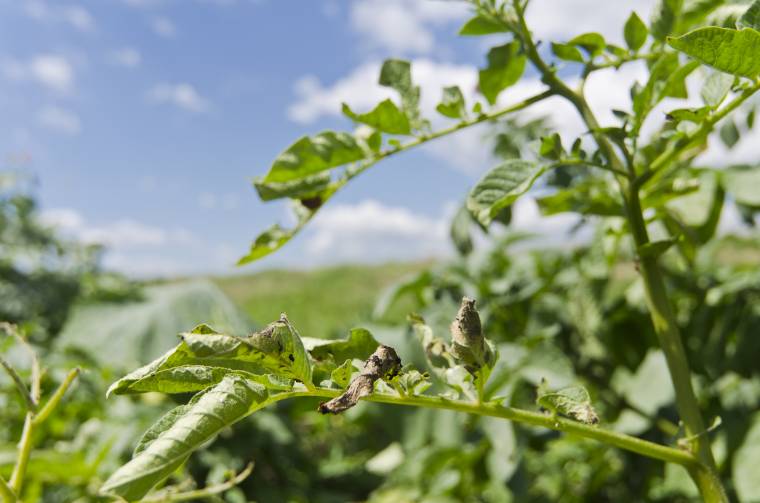 Kockázatvállalók a burgonyatermelők Háromszéken