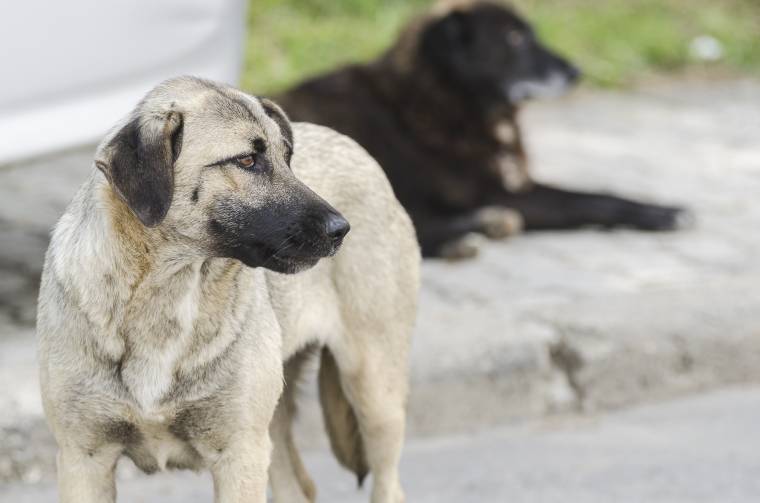 Nem alkotmányellenes a kóbor kutyák elaltatása