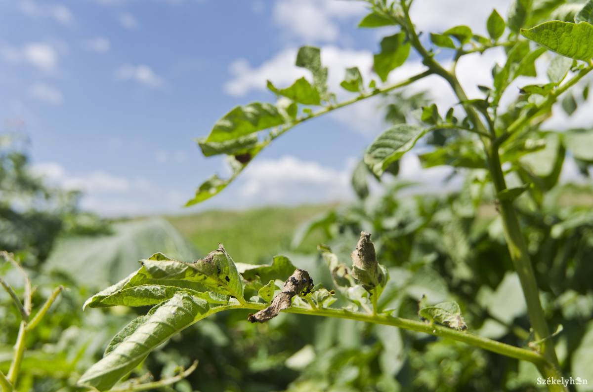 •  Fotó: Veres Nándor