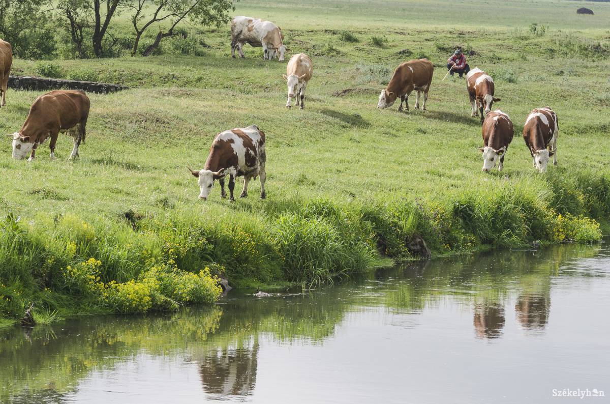 &bullet;  Fotó: Veres Nándor