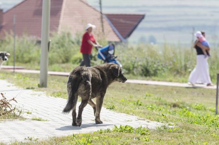 Begyűjteni és örökbe adni sem könnyű a kóbor kutyákat