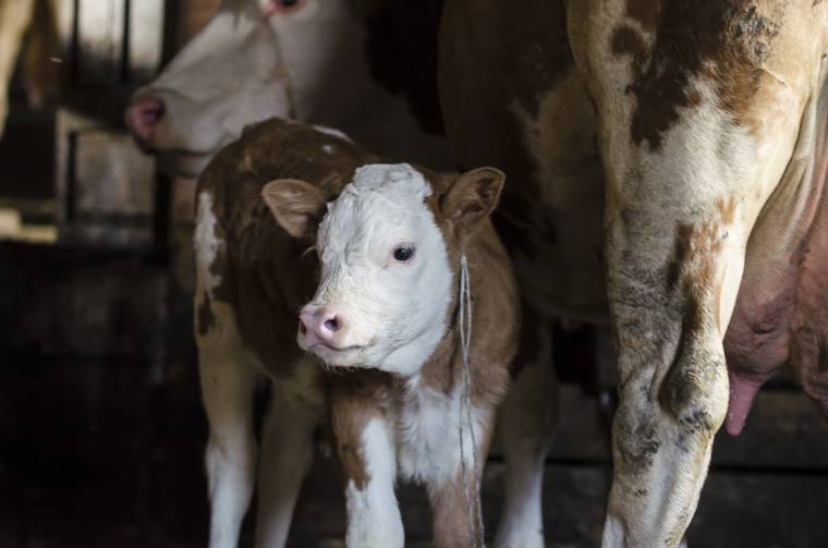 Tavaszra tervezik az első szállítmányt