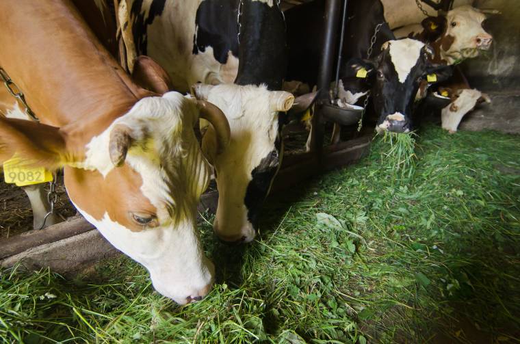 Hétfőn kezdődik a fülszámozott állatok összeírása Gyergyószentmiklóson