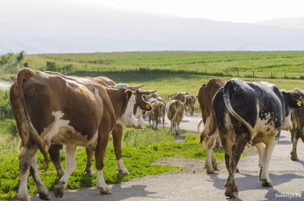&bullet;  Fotó: Veres Nándor