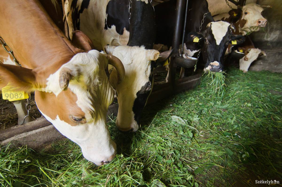Számbaveszik az állatállományt Gyergyószentmiklóson. Képünk illusztráció • Fotó: Veres Nándor