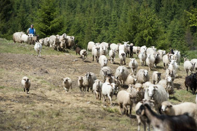 Igényelhetik kiegészítő támogatásukat a juh- és kecsketartó gazdák