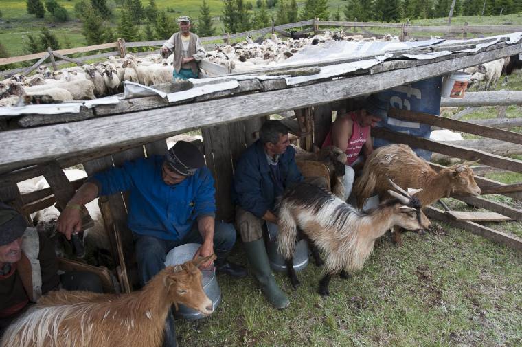 Tejmérés a patakelvi cimboraságnál