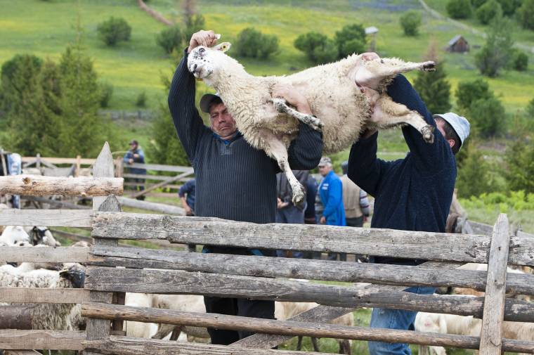 Támogatással is csak épphogy kijön a juhnyírás költsége