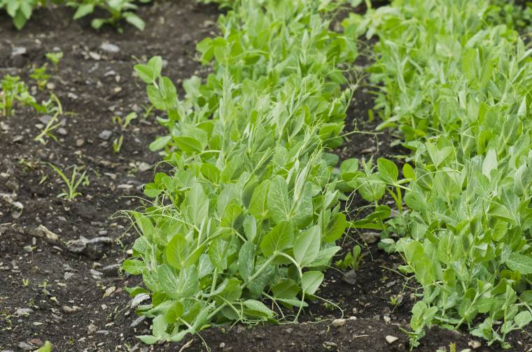 Dániába keresnek borsószedőket