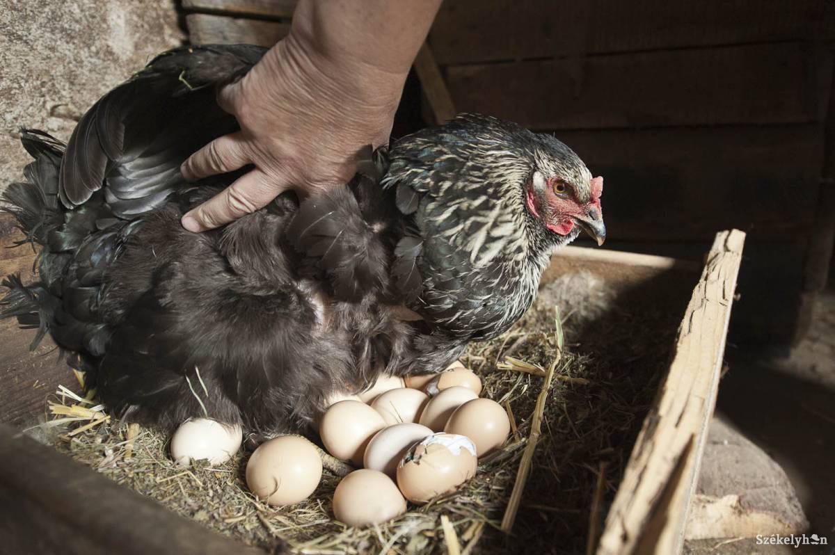 &bullet;  Fotó: Kristó Róbert