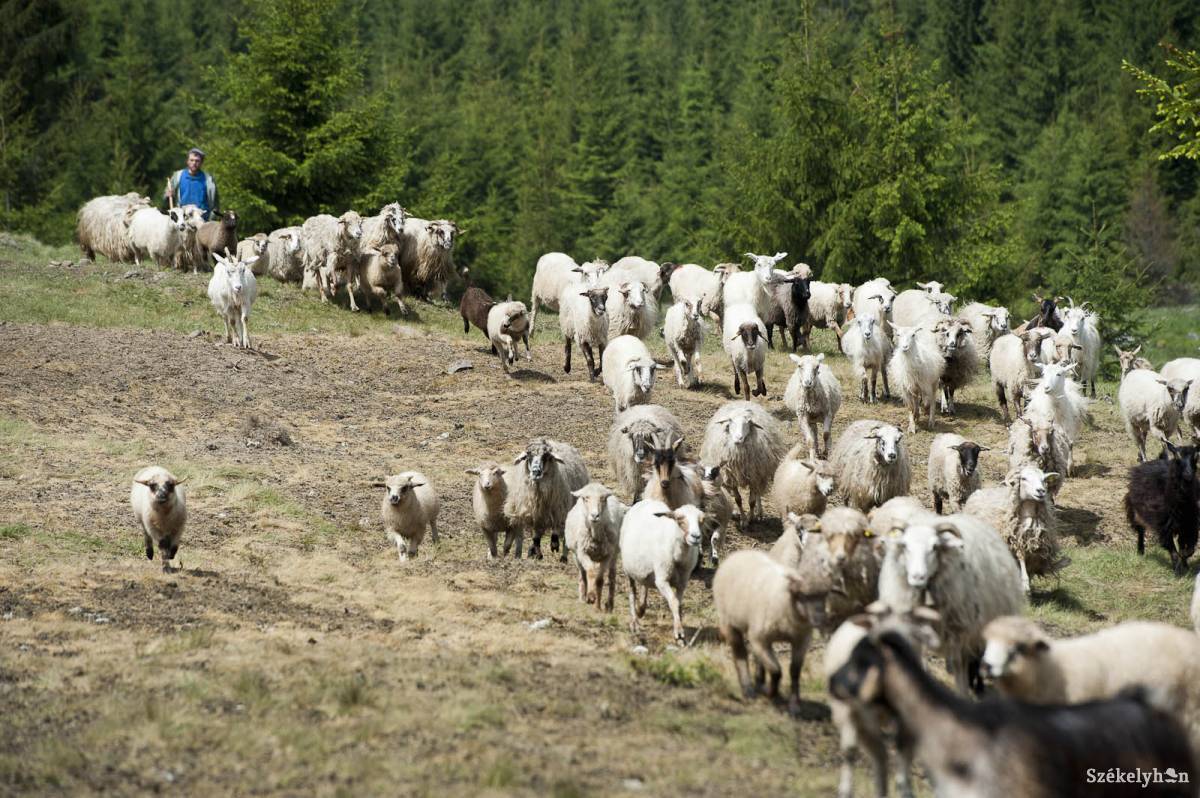 &bullet;  Fotó: Kristó Róbert