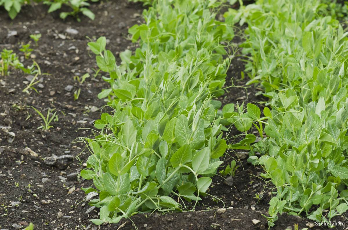 • Fotó: Veres Nándor