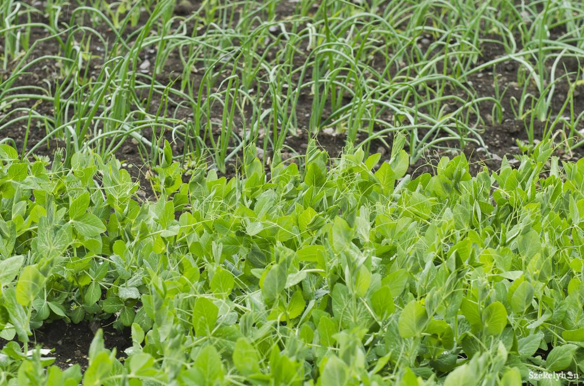 &bullet;  Fotó: Veres Nándor