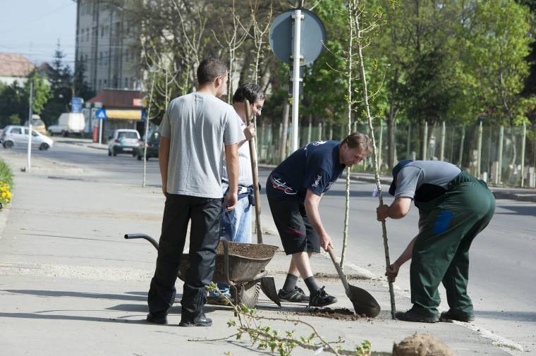 Fát ültetettek a közalkalmazottak