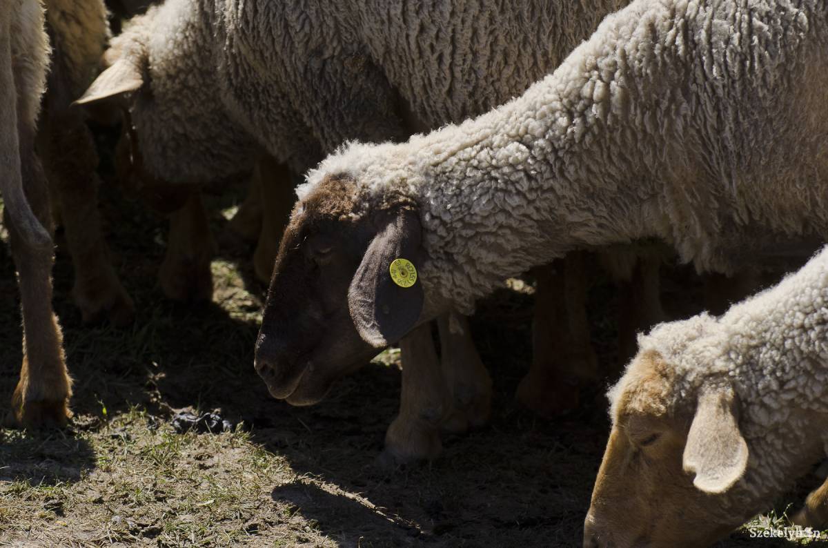 &bullet;  Fotó: Veres Nándor