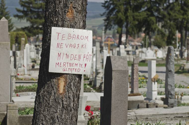 Halálra ítélt beteg fák?