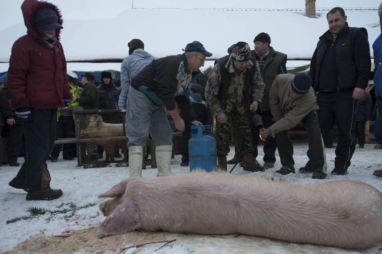 Disznóvágás mint ünnep
