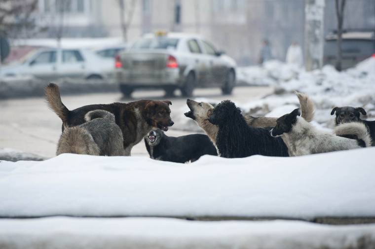 Huszonöt kutya került hurokra