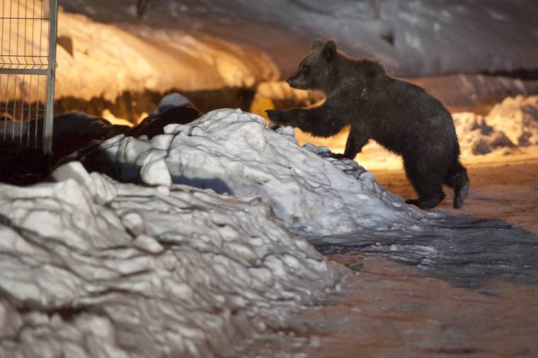 Gyarapodó medvepopuláció