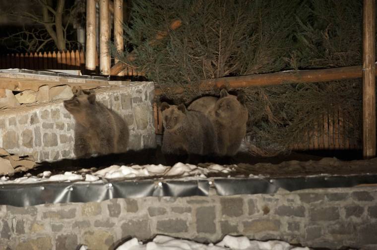 Medveprobléma: csütörtökön érkeznek a szakértők