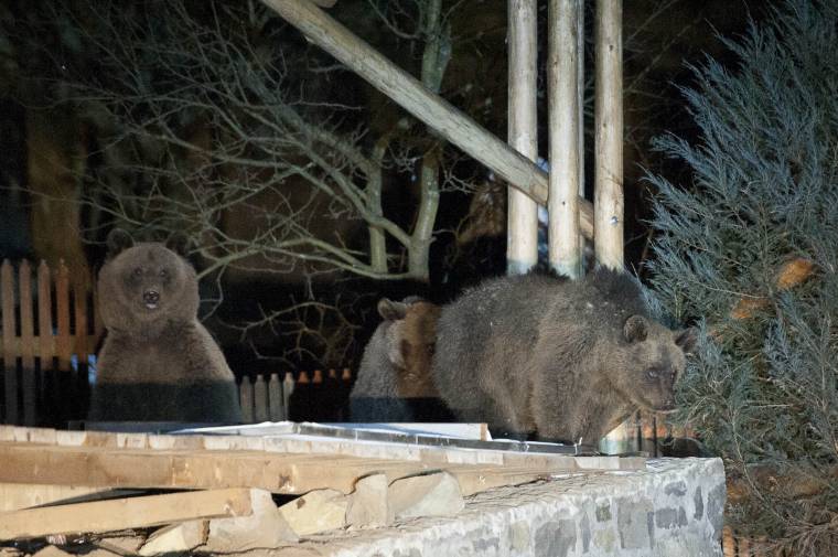 Téli medvejárás Tusnádfürdőn