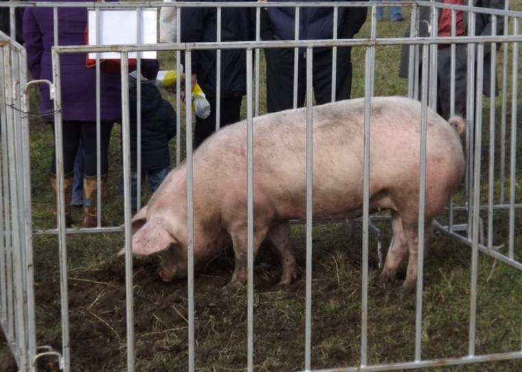 Állatvásárra várják az alcsíkiakat