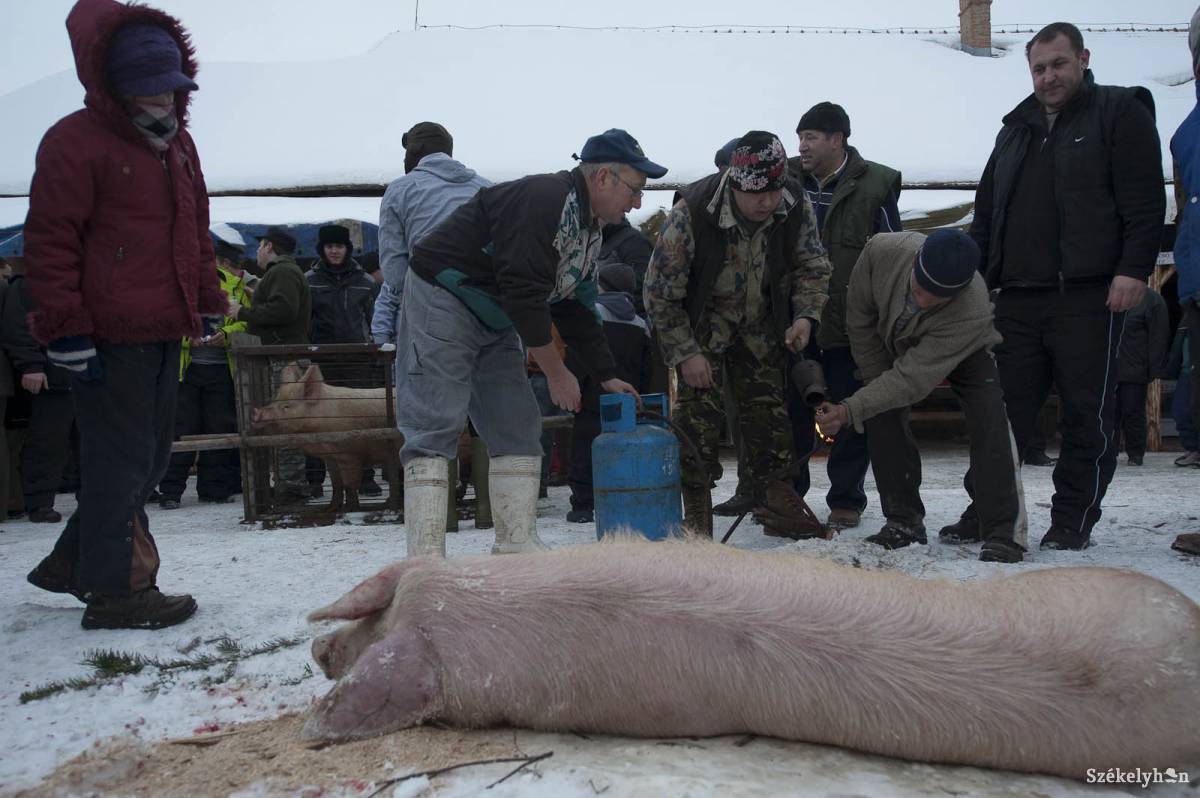 •  Fotó: Kristó Róbert
