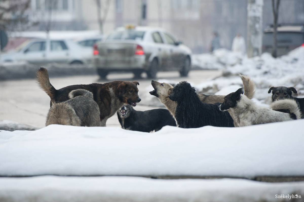 &bullet;  Fotó: Kristó Róbert