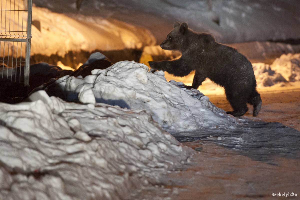 &bullet;  Fotó: Kristó Róbert